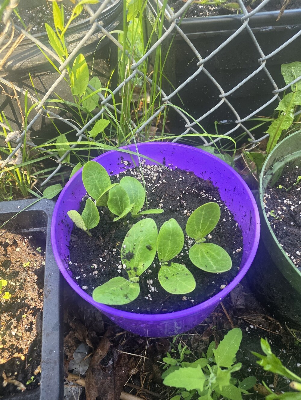 Black Pumpkin Sprout
